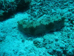 Amberfish Sea Cucumber (Thelenota anax) in Indonesia
