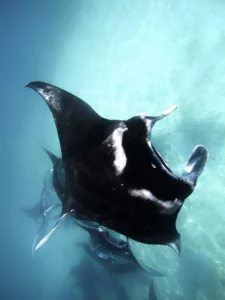 Manta ray gliding over the seabed in clear turquoise water near Komodo