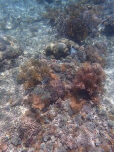 Underwater coral and marine life at Pink Beach in Komodo