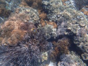 Underwater coral and marine life at Pink Beach in Komodo