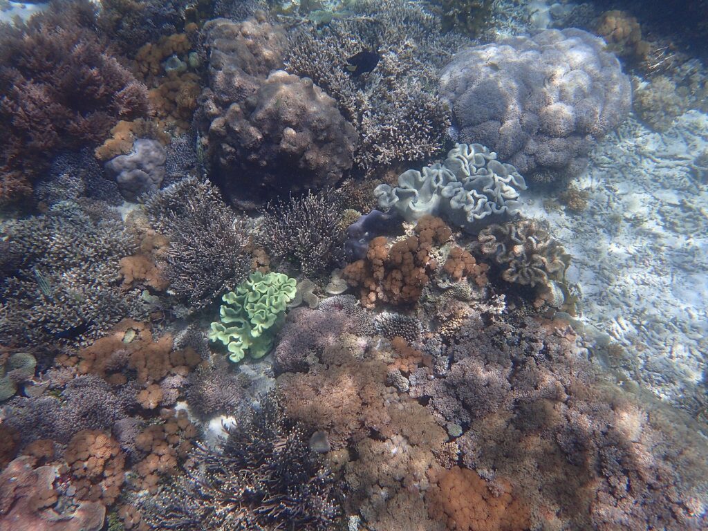 Underwater coral and marine life at Pink Beach in Komodo