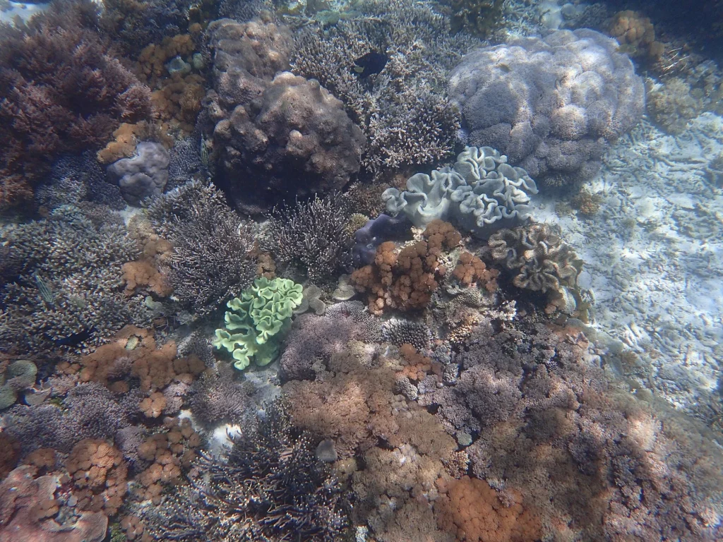 A bright green coral patch among brown corals on a Komodo reef