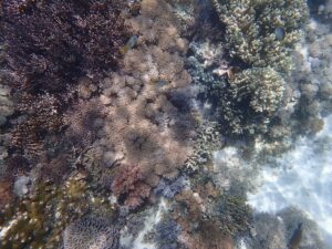 Underwater coral and marine life at Pink Beach in Komodo