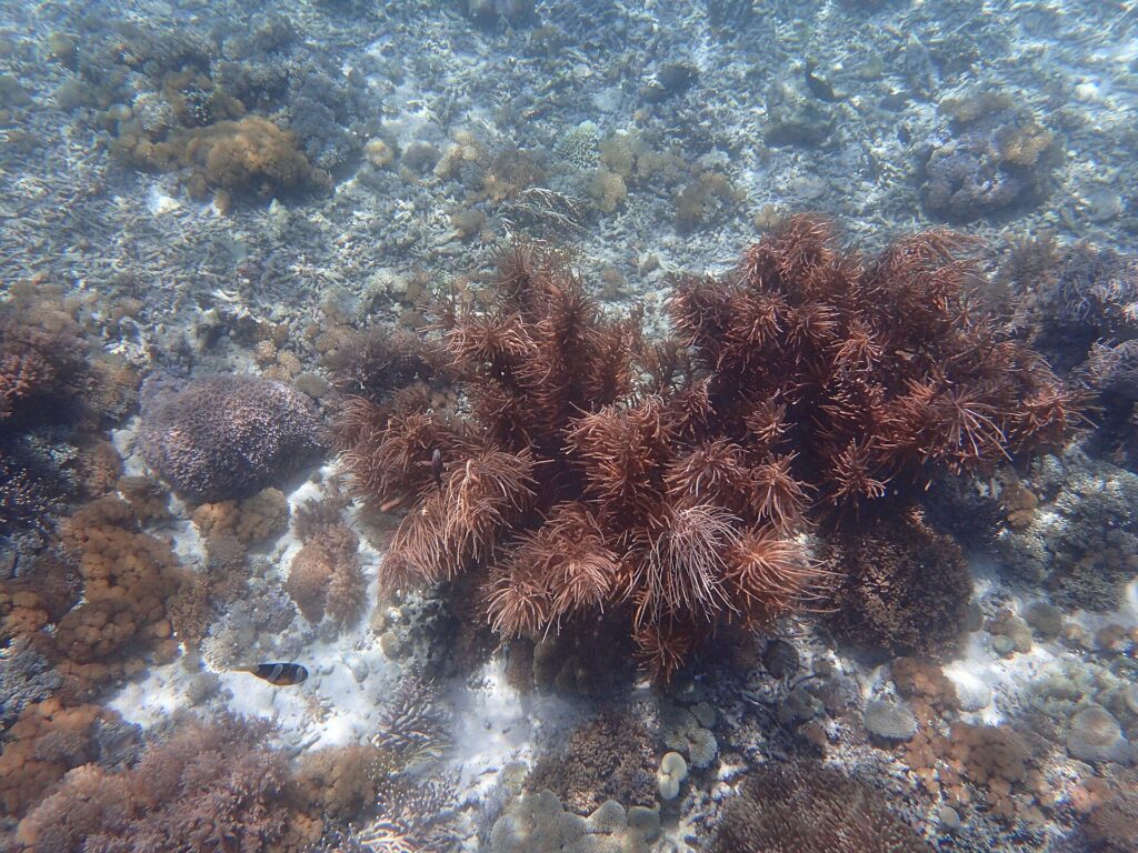Underwater coral and reef life in Komodo National Park