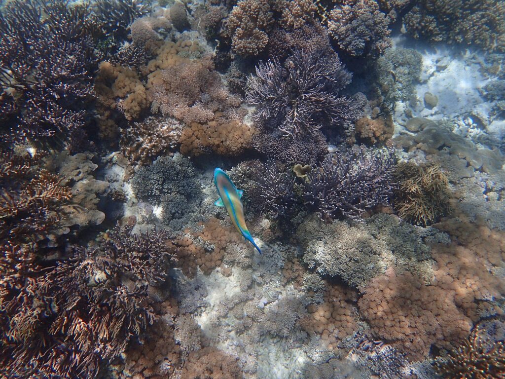 Underwater coral and reef life in Komodo National Park