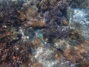 Underwater coral and marine life at Pink Beach in Komodo