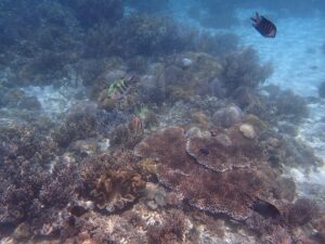 Underwater coral and marine life at Pink Beach in Komodo