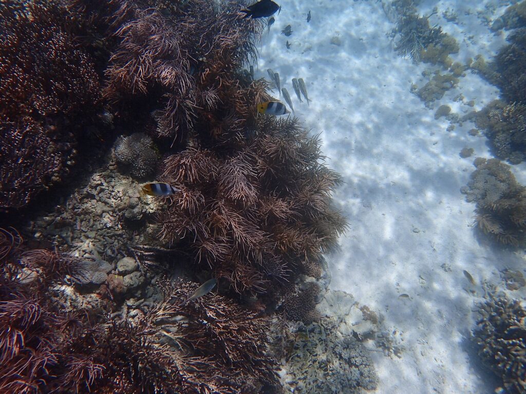 Underwater coral and marine life at Pink Beach in Komodo