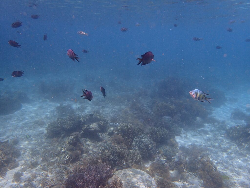 Underwater coral and reef life in Komodo National Park