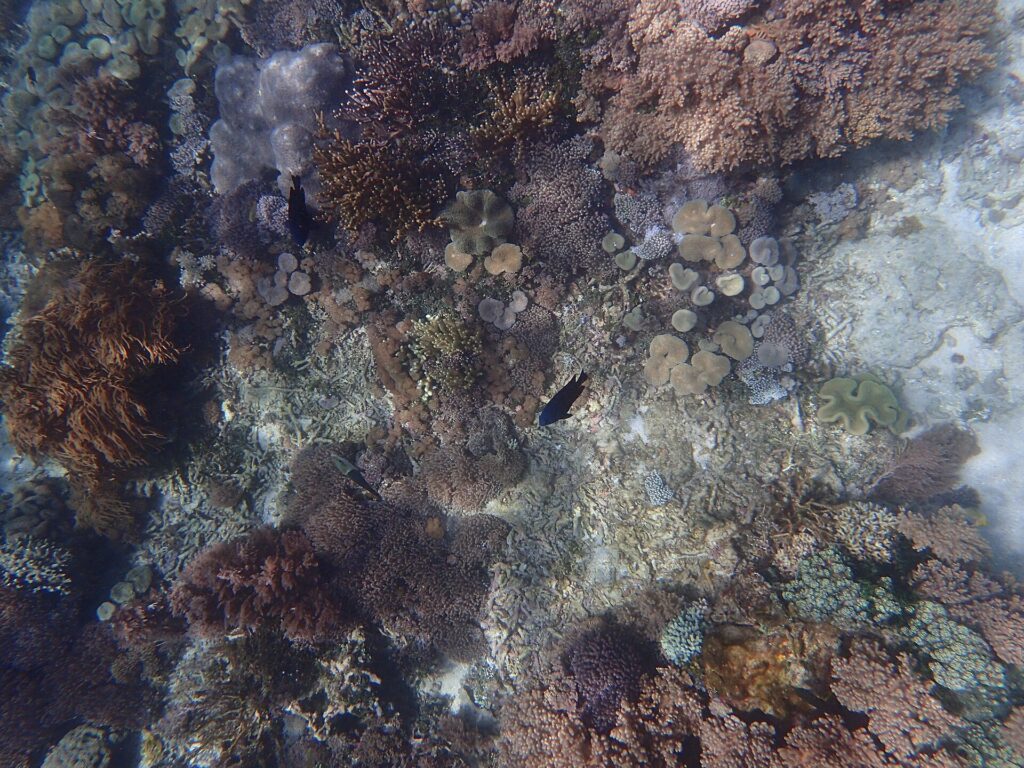 Underwater coral and reef life in Komodo National Park