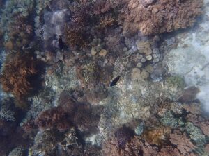 Underwater coral and marine life at Pink Beach in Komodo