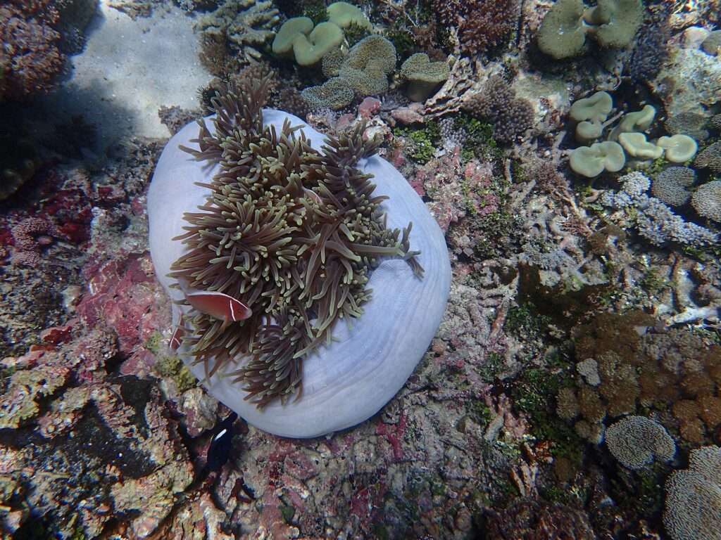 Underwater coral and reef life in Komodo National Park