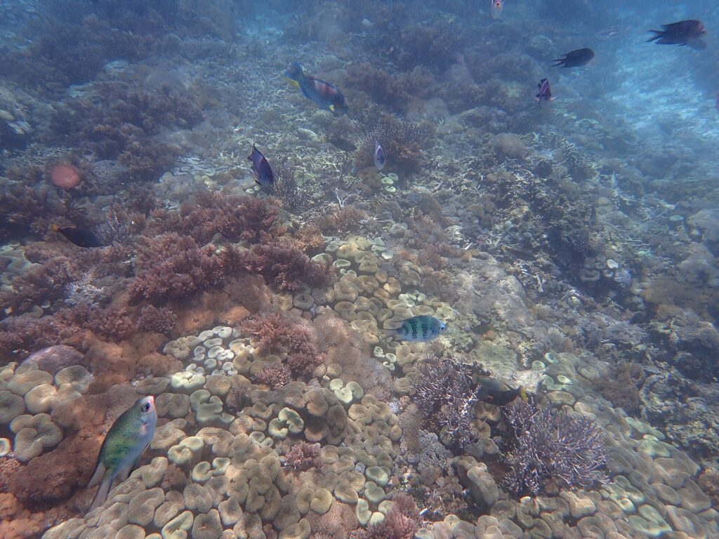 Underwater coral and marine life at Pink Beach in Komodo
