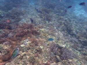 Underwater coral and marine life at Pink Beach in Komodo