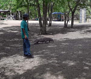 A man in a hat watching a Komodo dragon rest under trees in a clearing