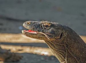 Close up of a Komodo dragon head with its forked tongue extended
