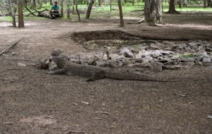 A Komodo dragon resting on bare ground under trees beside a ranger camp