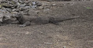 A Komodo dragon lying on gravel next to a line of rocks