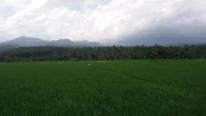Flat green rice fields with a mountain ridge under cloud behind them