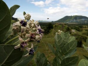 Natural landscape, coast and travel scenery in the Sumbawa region
