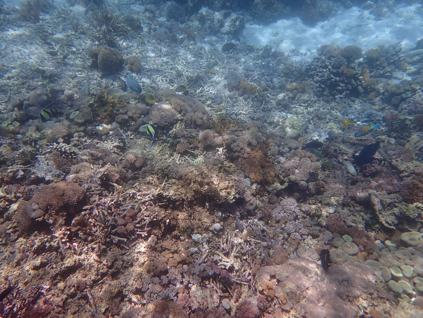 Corals and reef fish occupy a shallow reef.