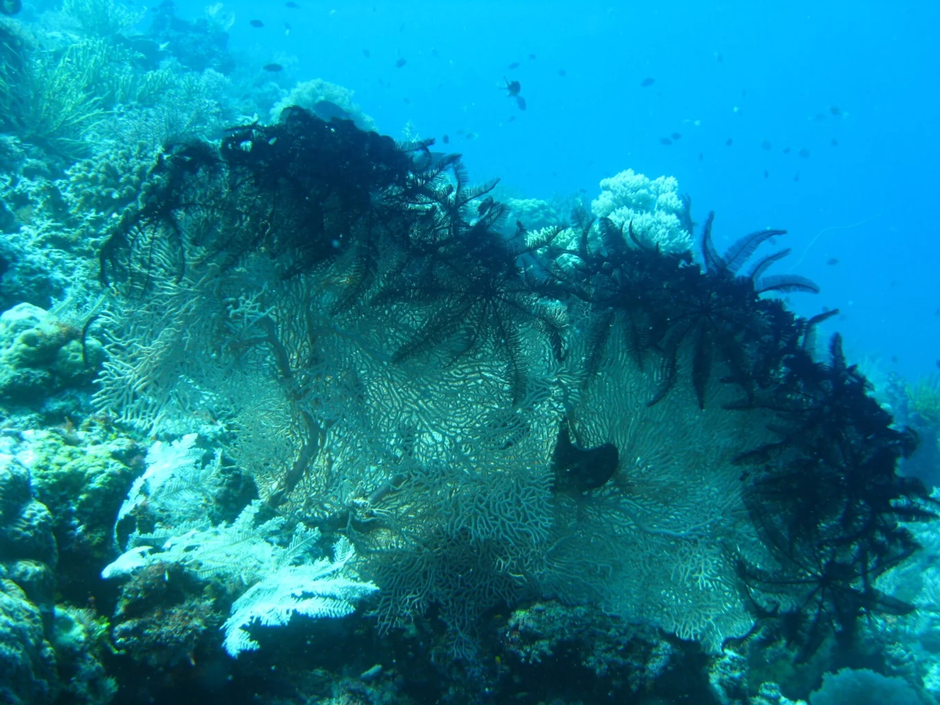 A large branching sea fan supports crinoids on the reef.