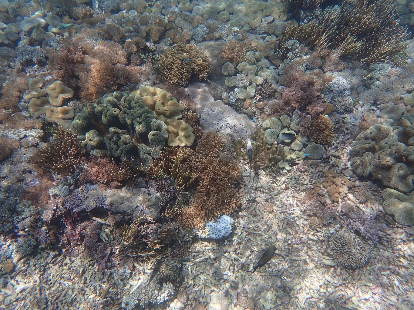 Sand and coral rubble form a patchwork beside living reef.