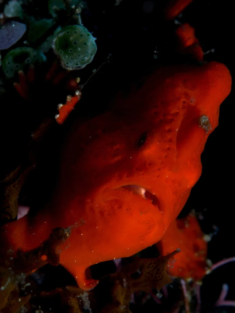 A red frogfish blends into surrounding reef growth.