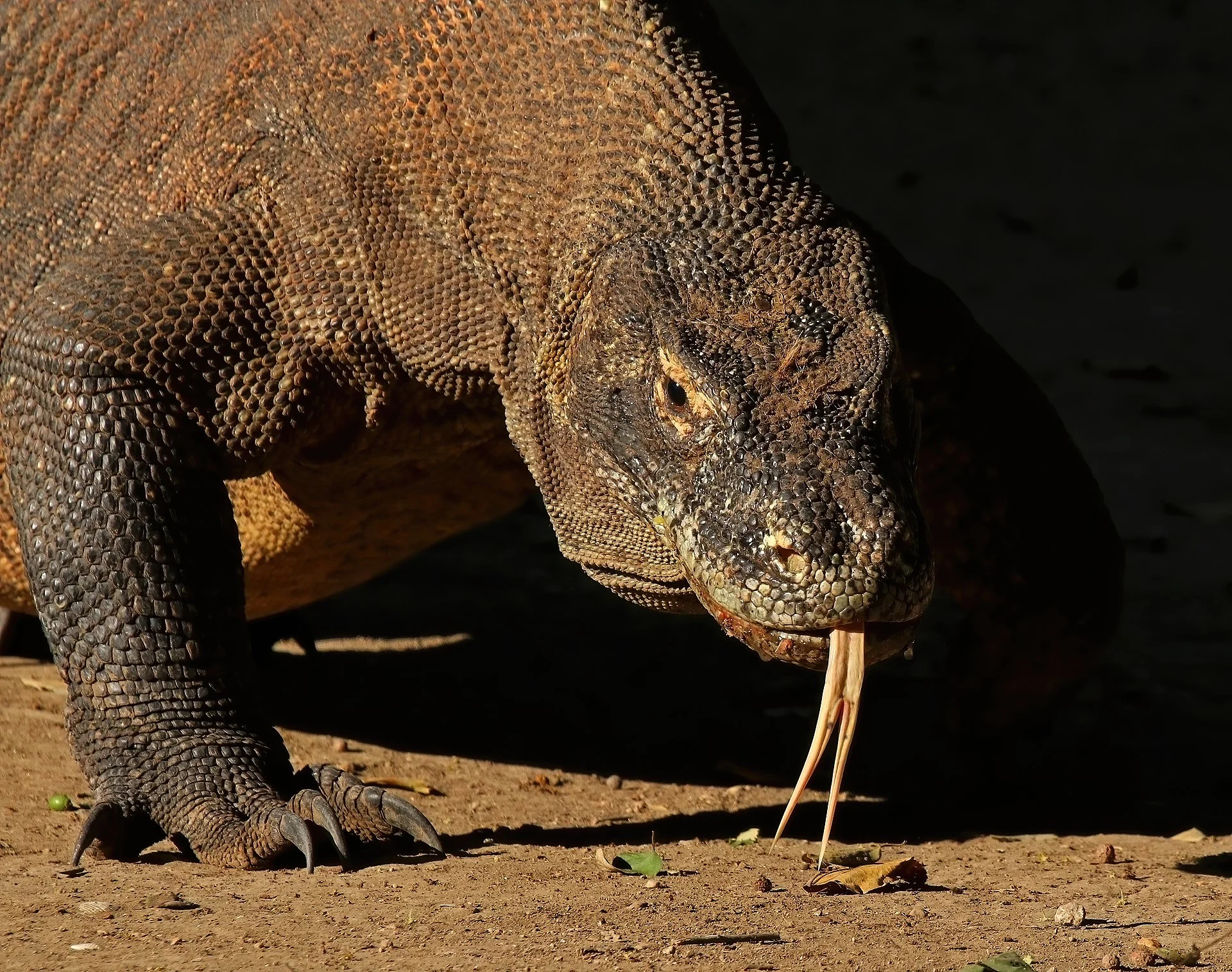 Komodo dragon resting in the dry landscape of Komodo National Park