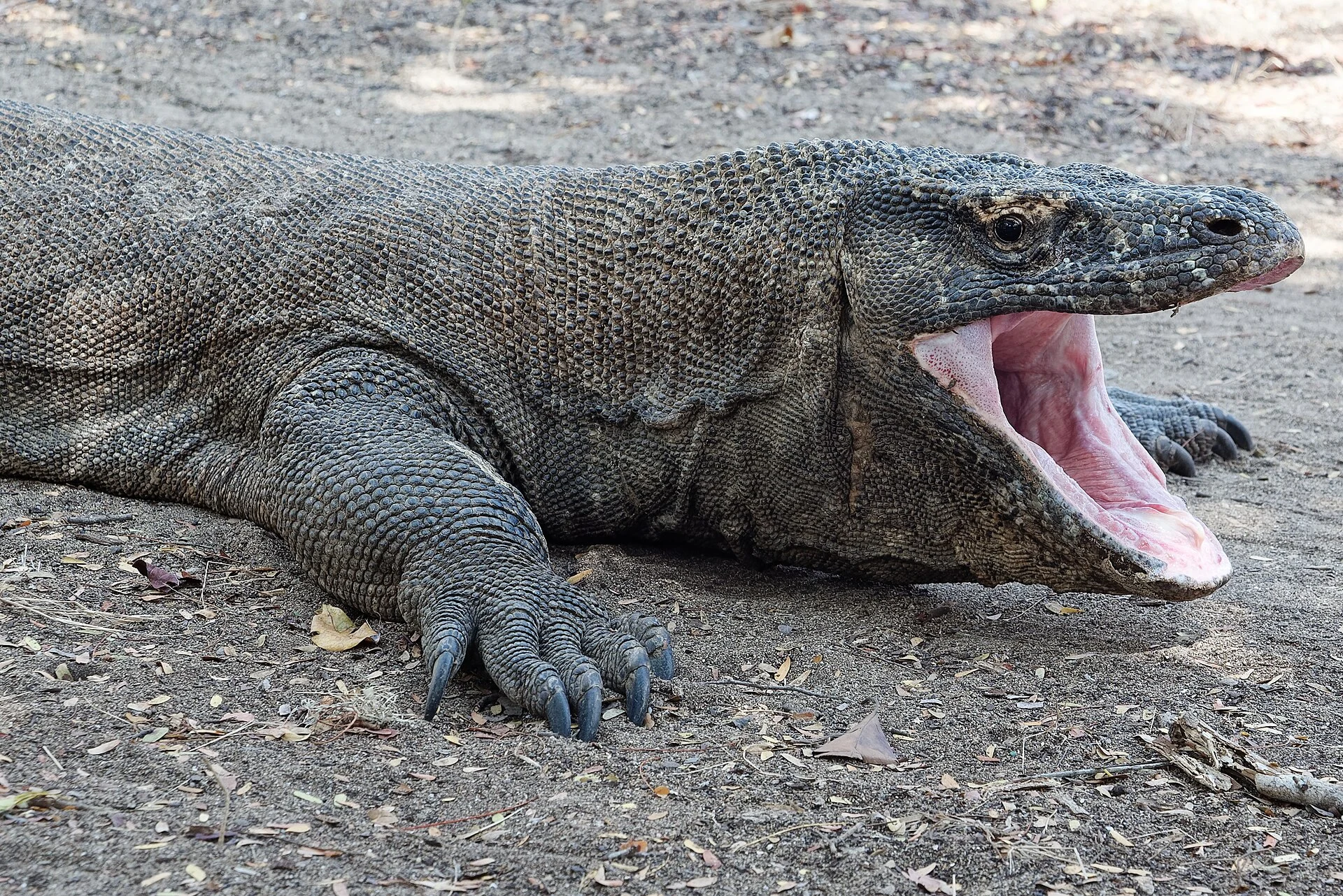 Komodo dragon on Komodo Island in Komodo National Park