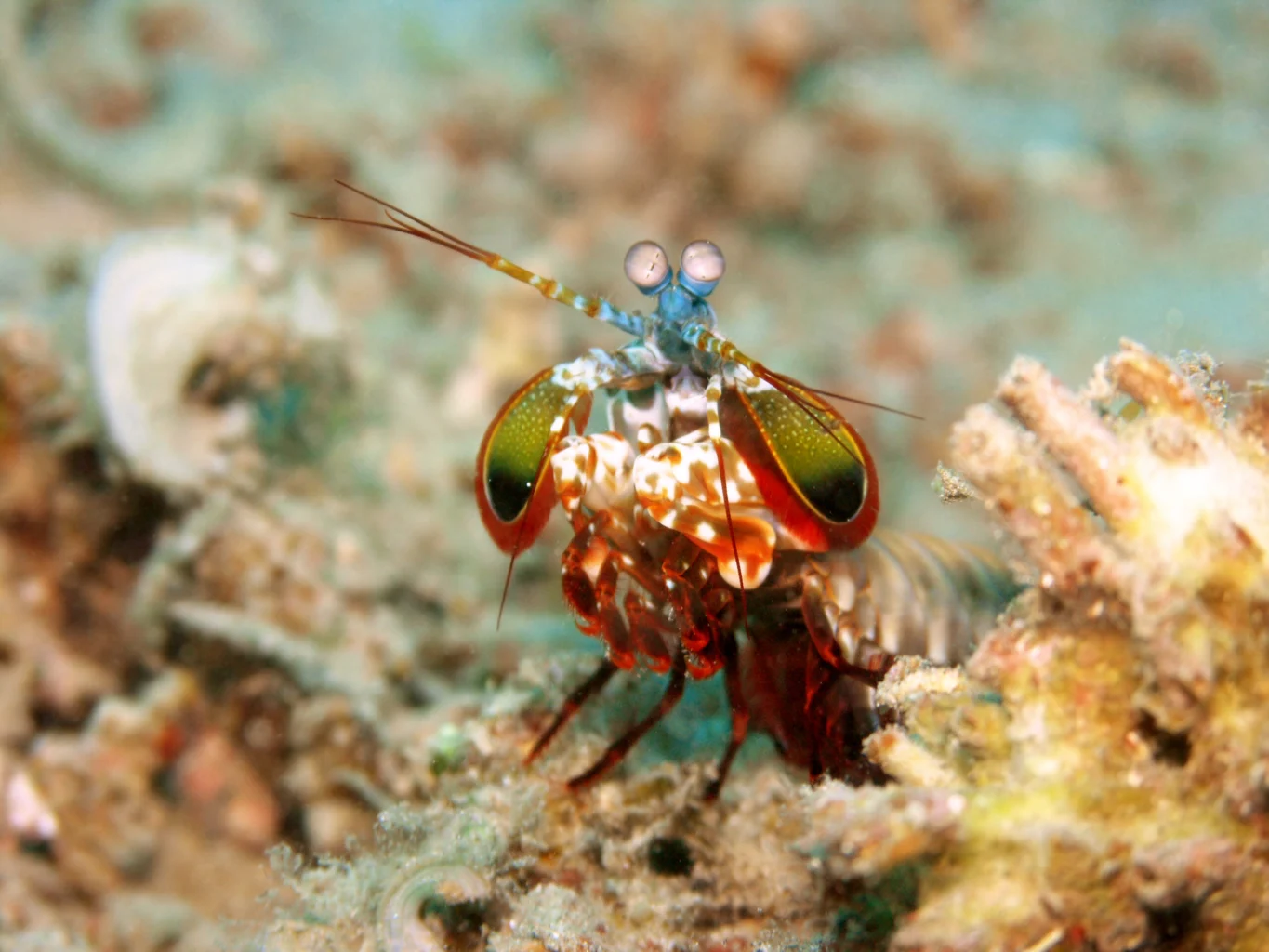A mantis shrimp faces outward from its burrow with eyes raised.
