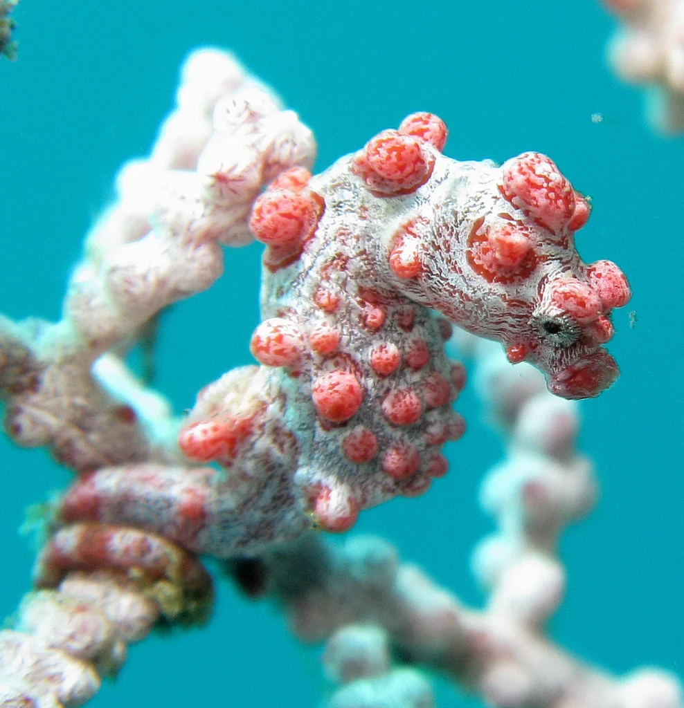 A pink pygmy seahorse blends into the textured branches of its host.