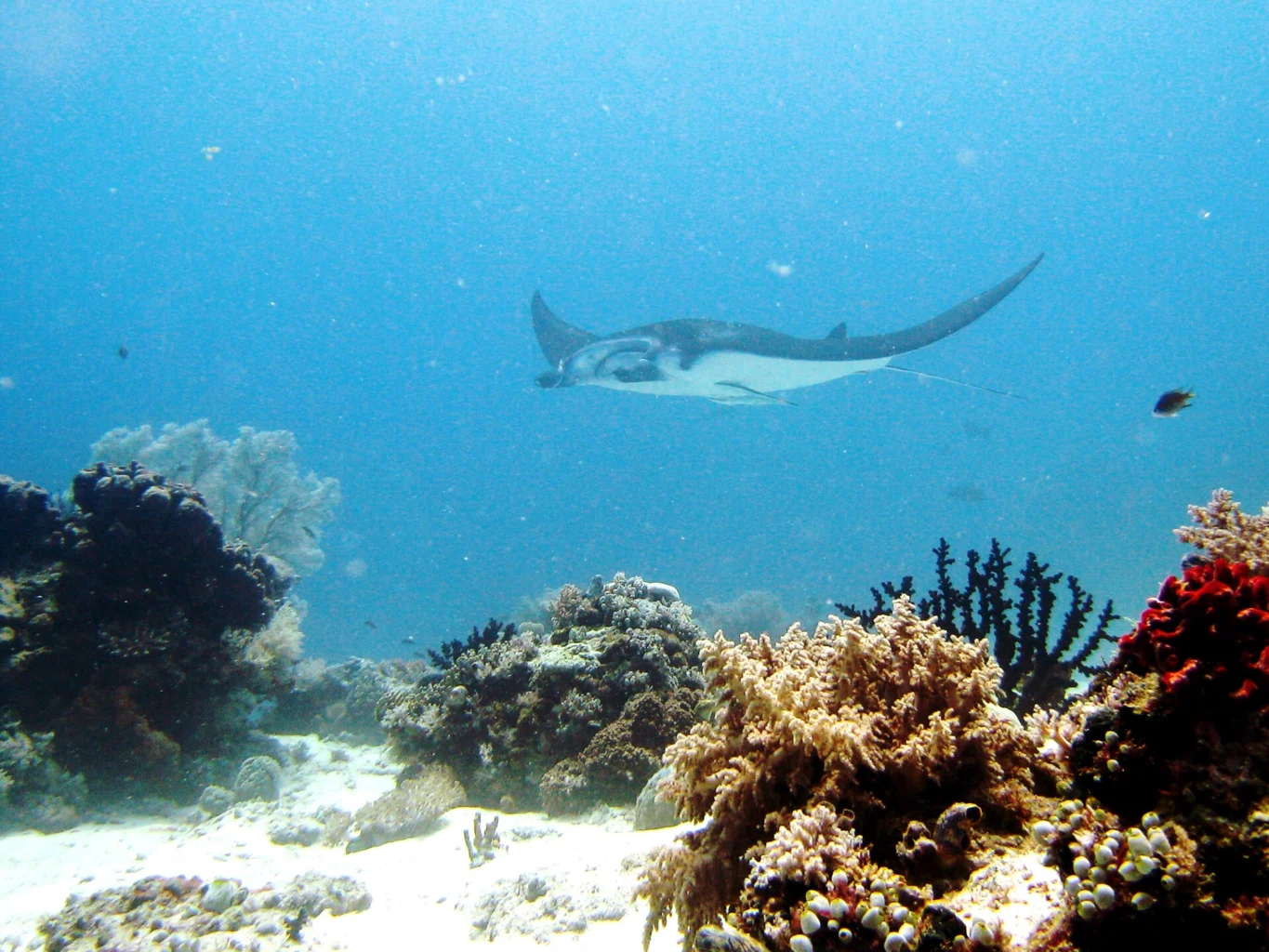 A manta ray glides through open water above the reef.