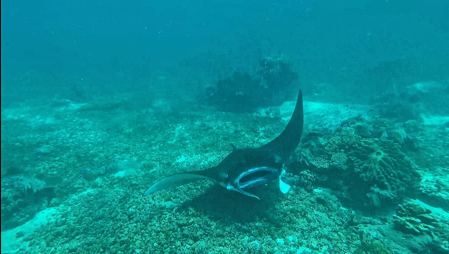 A manta ray swims above a patch of reef rubble.