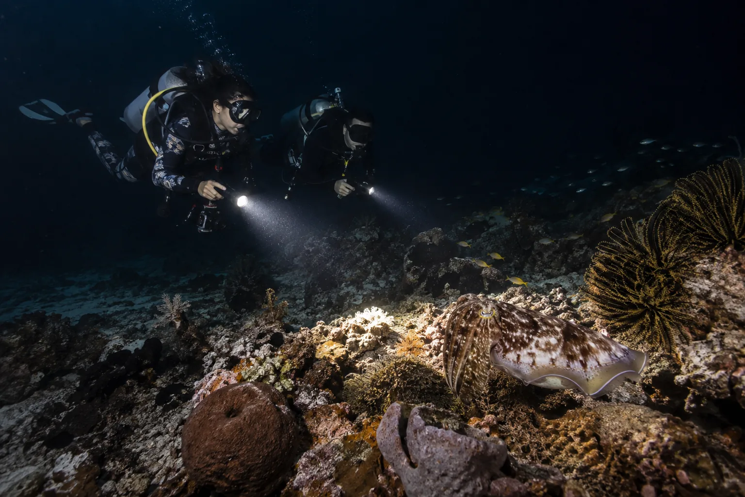 Night divers observing a cuttlefish on a Komodo reef