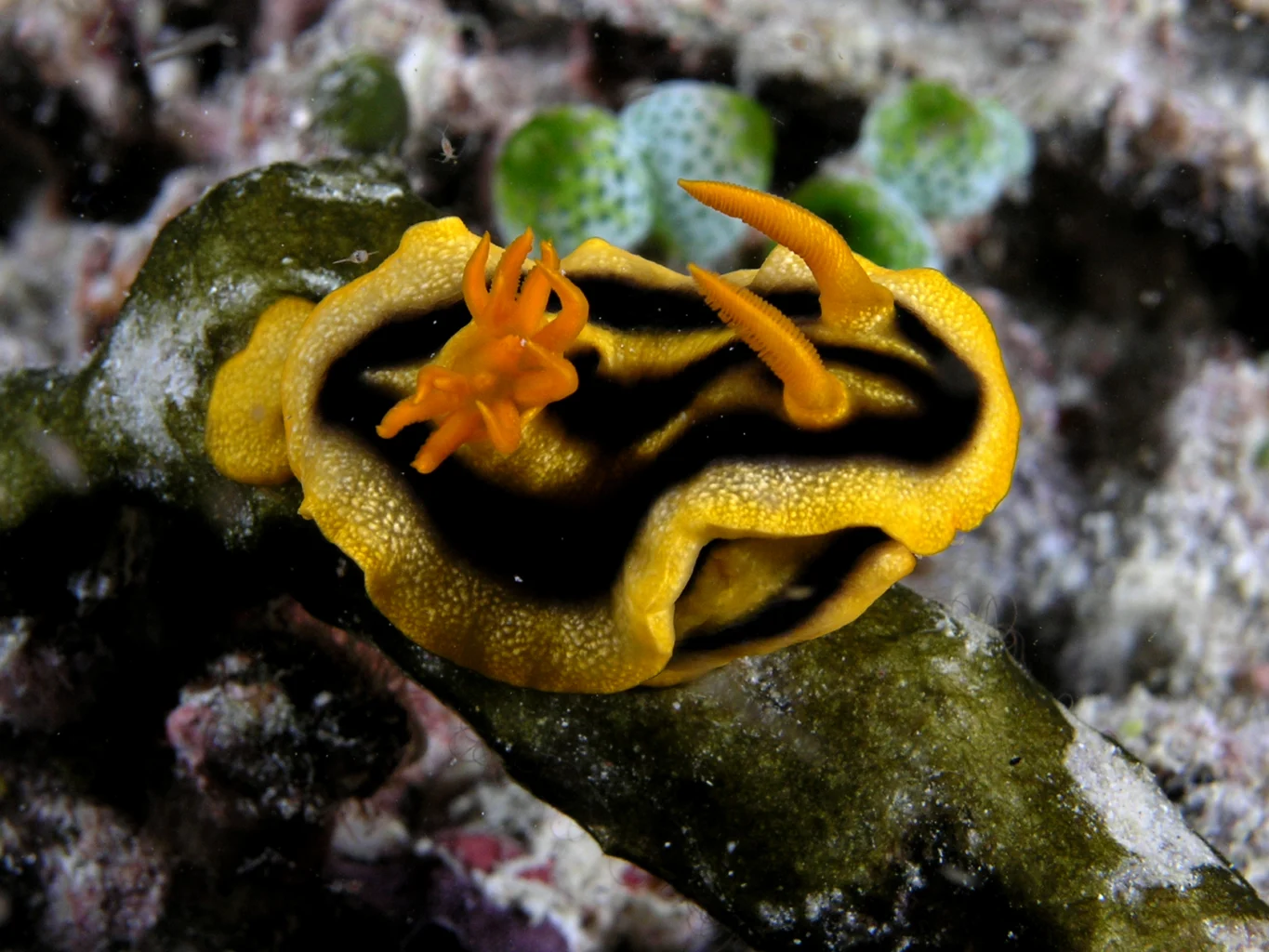 A black and yellow nudibranch rests on the reef.