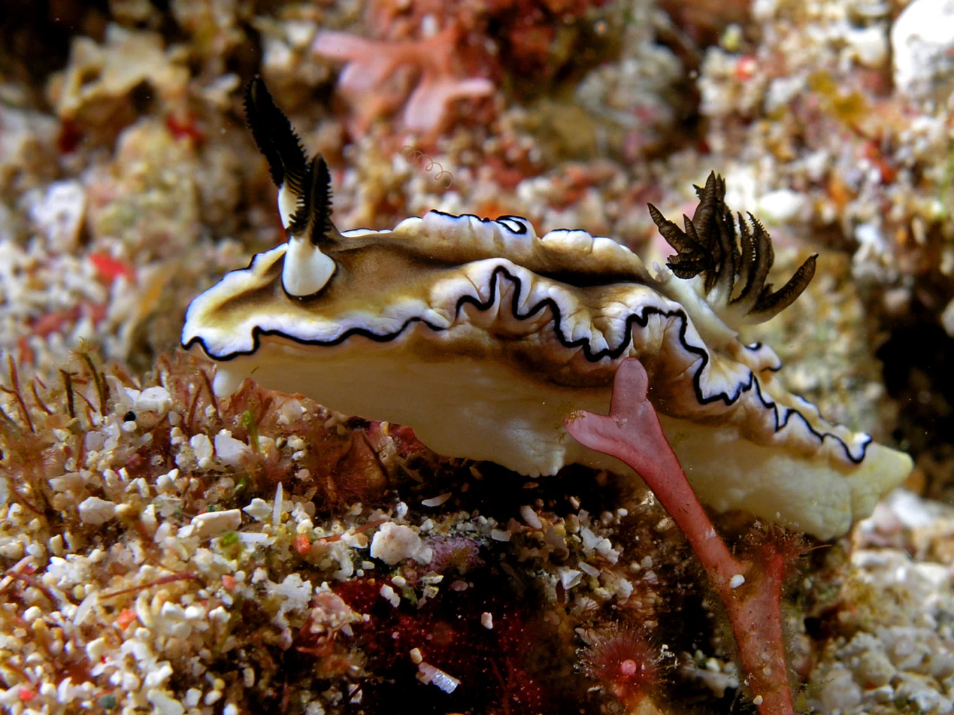 A white and brown nudibranch crawls over reef substrate.