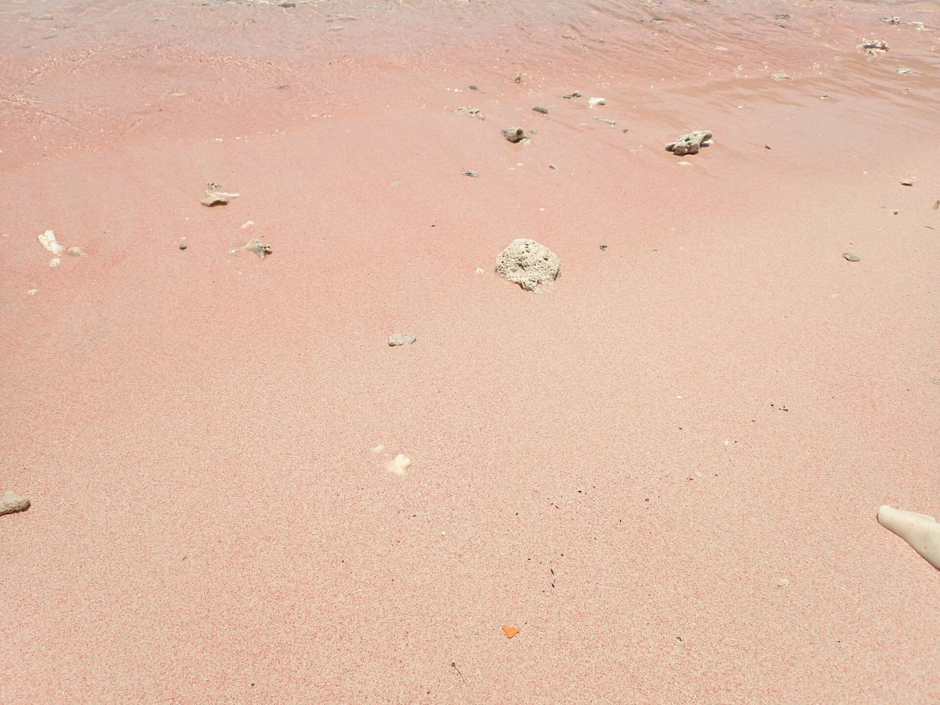Pink grains and small coral fragments lie on the beach.