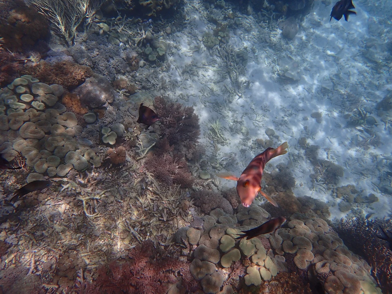 A sandy channel runs beside coral and small reef fish.
