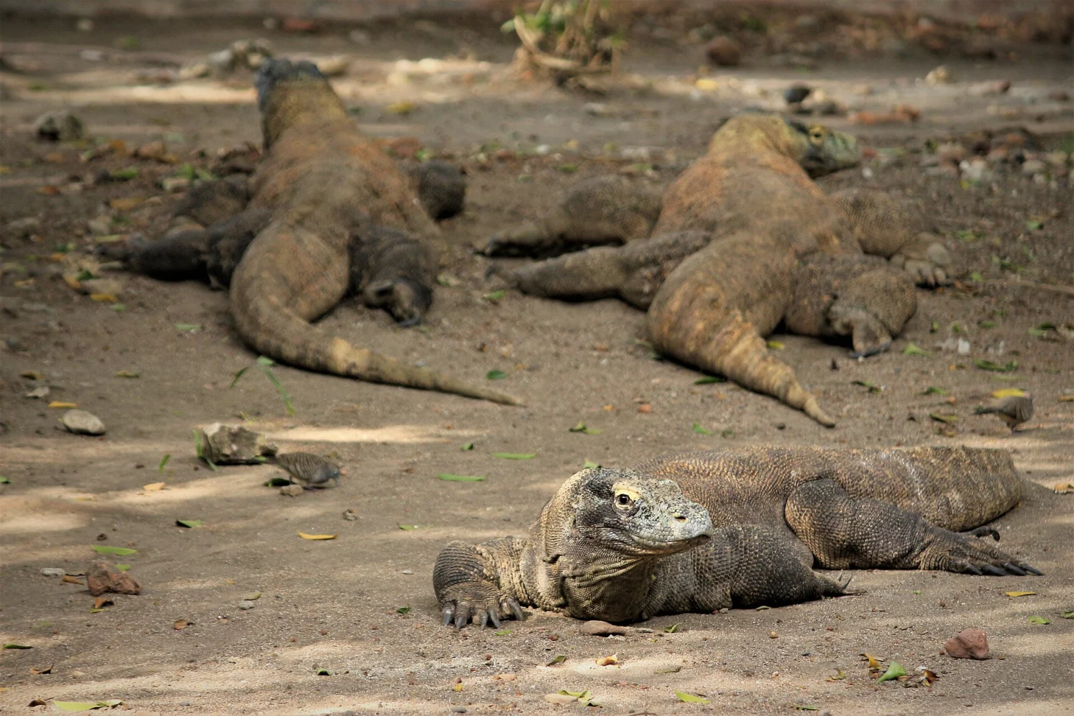 Three Komodo dragons resting on dry ground.