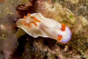 Hypselodoris iba nudibranch on the reef at Sangeang