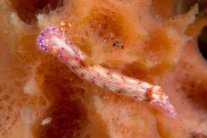 Hypselodoris paradisa nudibranch photographed underwater at Sangeang