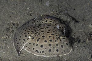 Pair of Euselenops luniceps sea slugs photographed underwater at Sangeang