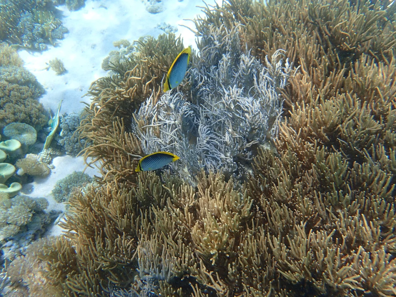 Reef fish swim over branching corals.