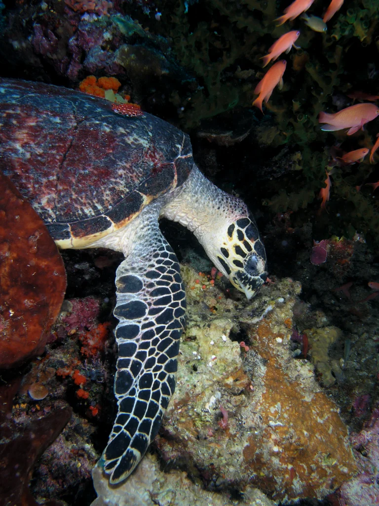 A sea turtle with a curved beak rests beside coral on the reef.