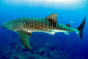 Whale shark swimming through clear open water