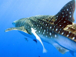Whale shark passing through blue water