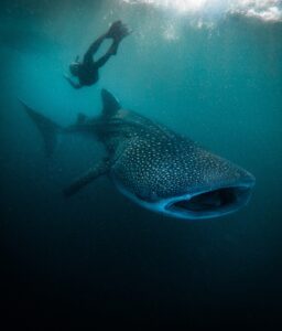 Whale shark swimming in Saleh Bay, Sumbawa