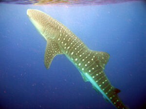 Side view of a whale shark swimming underwater
