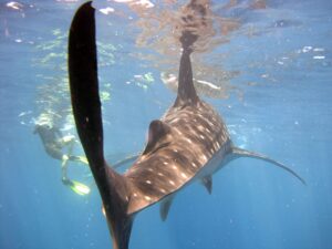 Detailed underwater view of a whale shark